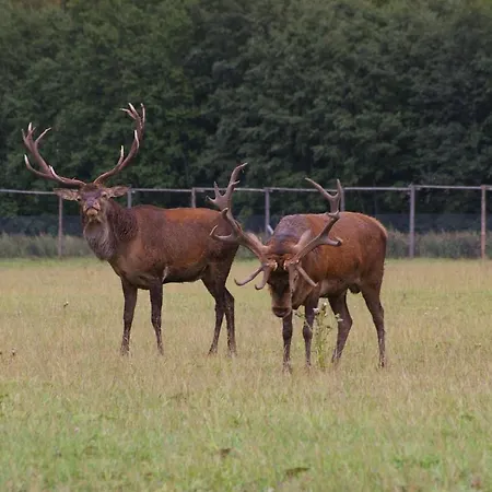 Rucani Liepas